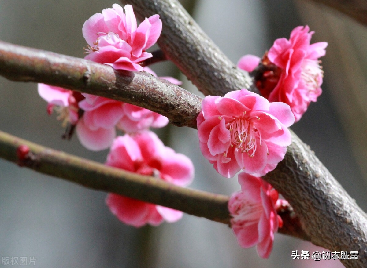 诗词解读冬至梅花五首冬后一阳生梅花先漏泄