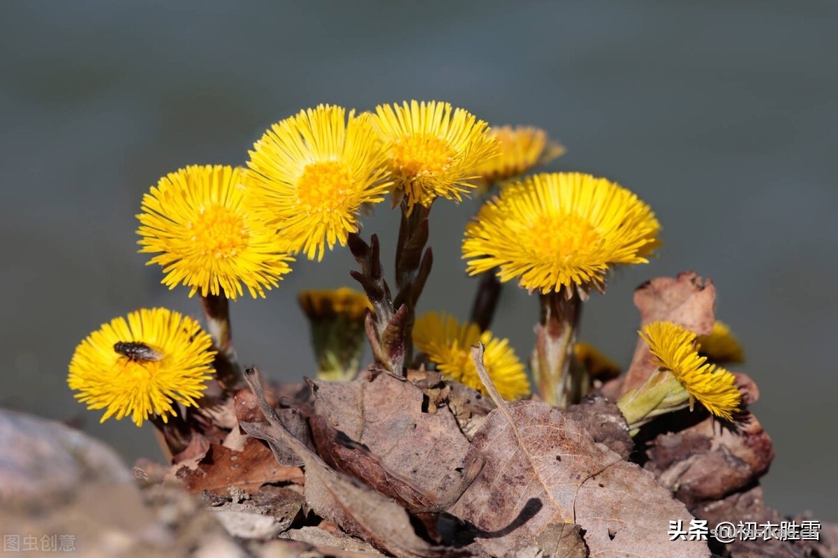 詩詞解讀冬花款冬花古詩五首獨有款冬花霜天月正華