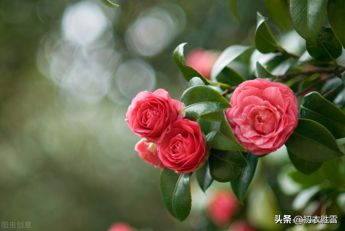 詩詞解讀:茶花古詩九首:丹心不為雪霜枯,加號花中烈丈夫